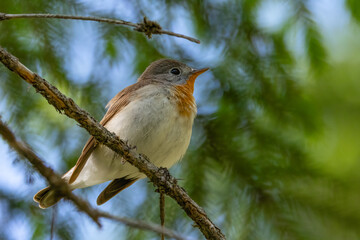 Red-breasted Flycatcher 