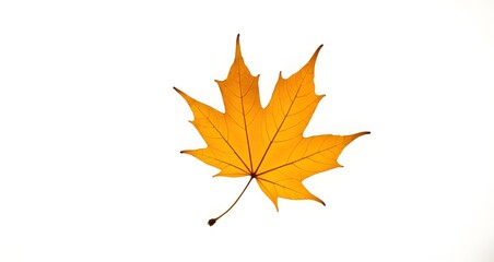 Fototapeta premium Autumn Maple Leaf