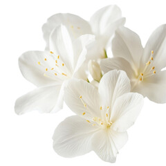 Fototapeta premium Closeup view of delicate white flowers showcasing intricate details against a pure Transparent background, Closeup image white flowers isolated on PNG background