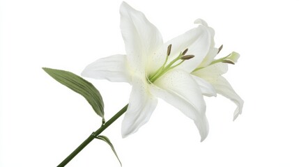 Fototapeta premium A pure white lily with elegant petals and a hint of green on the stem, isolated on a bright white backdrop,