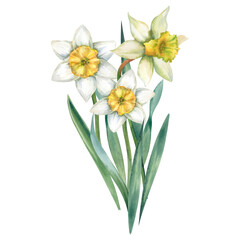 Daffodils are a bouquet of spring flowers on a white background, hand-painted. Watercolor illustration for the decoration of postcards, invitations. A delicate blooming composition