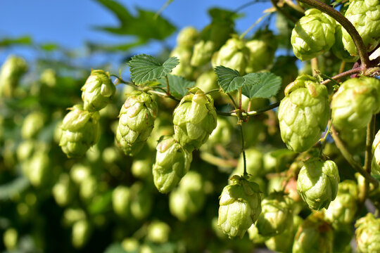 Green hop cones hanging on branches, raw material for making beer