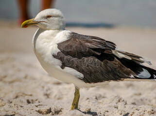 The common gannet or king gull (Larus marinus) is a large gull, being the largest of the European gulls. Photographed in Cabo Frio, Rio de Janeiro.
