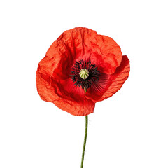 Vibrant poppy flower with delicate petals on a clean Transparent background showcasing natural beauty, cute poppy flower isolated