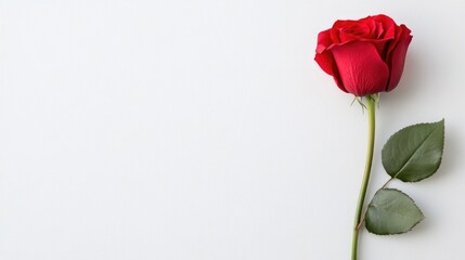 Fototapeta premium Beautiful Red Rose Head Alone On Simple White Backdrop.