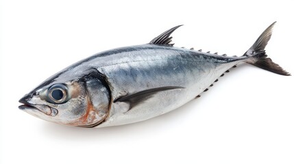 Obraz premium Fresh Bluefin Tuna on White Background for Culinary Presentation