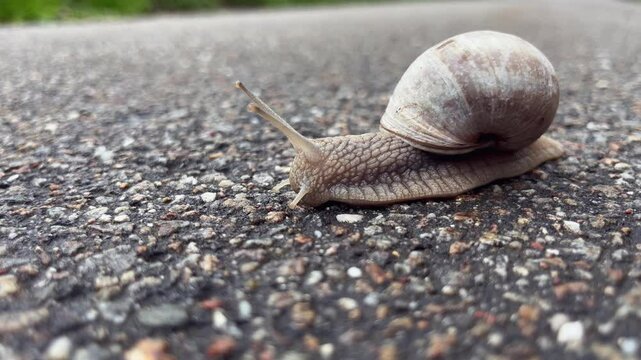 Slow Motion Close-Up of a Cute Snail Crawling on Hot Asphalt