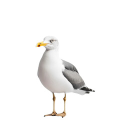 Obraz premium Seagull standing on a white surface with a yellow beak in a minimalist setting, seagull standing on a white surface with a yellow beak, Transparent background