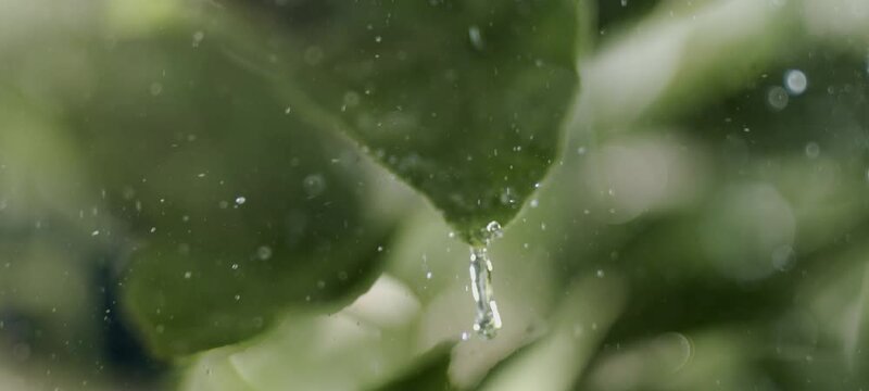 Footage of raining on blur green background