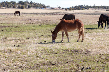 A solitary mule grazes peacefully in a lush green pasture, capturing the calm and timeless charm of rural life.