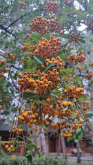 Close-up of orange berries on a branch with green leaves. Clusters of orange berries on branches with green leaves in a natural outdoor setting. Autumn botanical and seasonal concept for design and pr