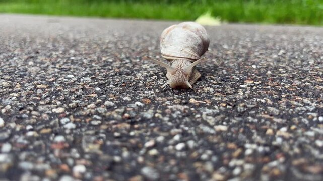Slow Motion Close-Up of a Cute Snail Crawling on Hot Asphalt
