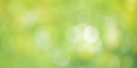 Obraz premium Defocus light natural green background of greenery in the sun.