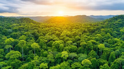 Fototapeta premium Golden Sunset over a Lush Rainforest: An Aerial Panorama of Untamed Nature