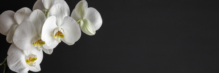 Branch of fresh white orchid flowers on dark black background. Closeup. Condolence card. Empty...