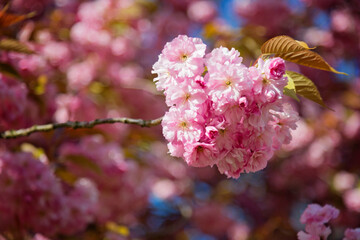 Pink Cherry blossom in spring

