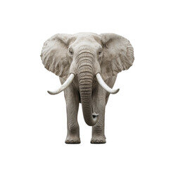 Fototapeta premium Large elephant with tusks stands proudly in a minimalistic white room, large elephant with tusks standing in a white room, Transparent background