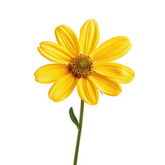 Naklejka premium Bright yellow flower with vibrant petals on a clean Transparent background showcasing natural beauty and simplicity, cute yellow flower isolated