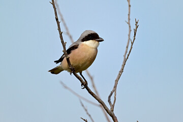Lesser grey shrike // Schwarzstirnw&uuml;rger (Lanius minor) - Danube Delta, Romania