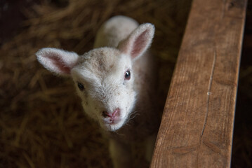 Portrait of a Lamb