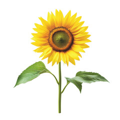 Obraz premium Bright sunflower standing tall against a clean Transparent background highlighting its vibrant colors and natural beauty, Sunflower isolated on PNG background