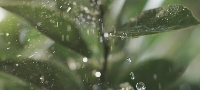 Green wet tropical leaves with drops of water falling down during the rainy season