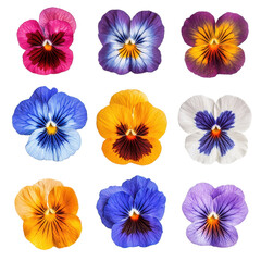 Collection of vibrant wild pansy flowers showcasing diverse colors and patterns from a top view perspective, various Single wild pansy flower top view and with isolated on Transparent background