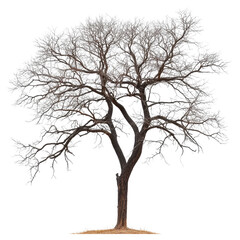 Leafless tree stands tall against a white background in a minimalist winter setting, Image a leafless tree in white background file on white background