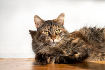 Cat with bright yellow, green  eyes looking curious, modern minimalistic background, cat pet portrait studio room with abstract light shadow reflection. cat lovers, ownership, friendship, pet theme.