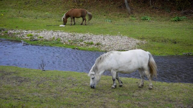 Horses pony grazing on river shore in cloudy day, wide shot