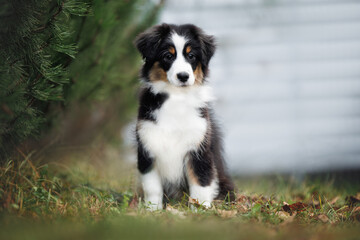 Obraz premium miniature american shepherd puppy sitting outdoors
