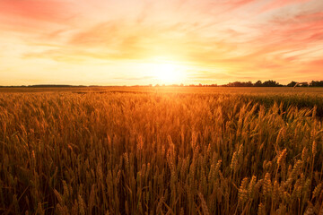 Wheat field in golden yellow color in beautiful sunset, wheat grains in ripe state