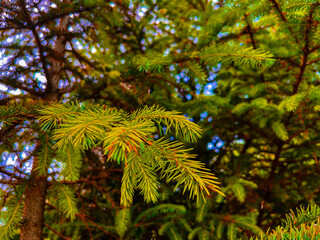 fern in the forest © Simon