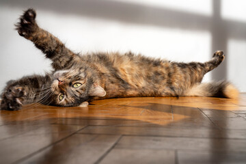 Cat with bright yellow, green  eyes looking curious, modern minimalistic background, cat pet portrait studio room with abstract light shadow reflection. cat lovers, ownership, friendship, pet theme.