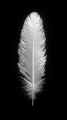 Elegant White Feather Isolated on Black Background for Design Use