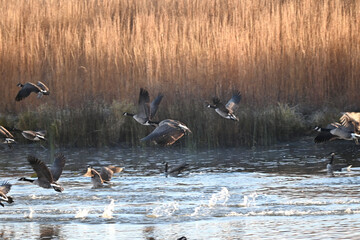 Canada Geese Leaving the Pond