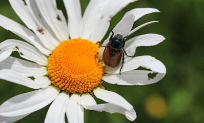 insecte sur une marguerite