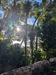 Jungle on the Gros Piton hike in Saint Lucia - January 2025