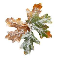 Fototapeta premium Oak leaves covered in snow against a Transparent background showcasing winters beauty and detail, Oak leaves in snow isolated on PNG background