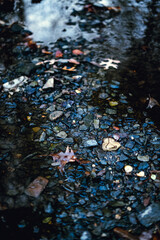 autumn leaves in water