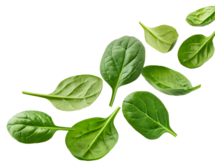 falling spinach isolated on white background, cutout 