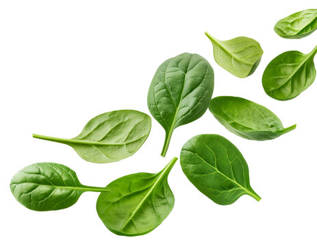 falling spinach isolated on white background, cutout 