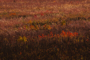 autumn leaves in the wind