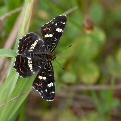 
Map butterfly
