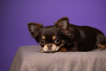A cute long-haired chocolate Chihuahua in a studio portrait, set against a purple background, showcasing its adorable features and playful charm.