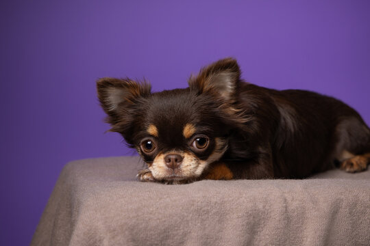 A cute long-haired chocolate Chihuahua in a studio portrait, set against a purple background, showcasing its adorable features and playful charm.