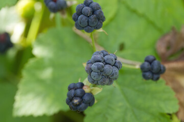 Ripe blackberries on the bush, black fruit on the stem, ripe berries and green leaves, ripe fruit in late summer