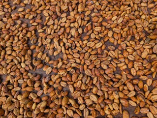 Coffee beans drying in a rack in Saint Lucia - January 2025