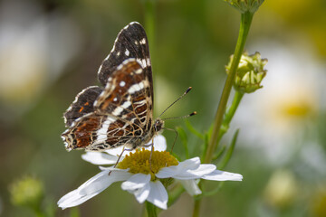 
Map butterfly