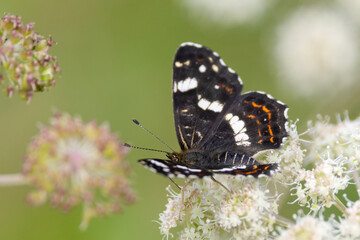 
Map butterfly